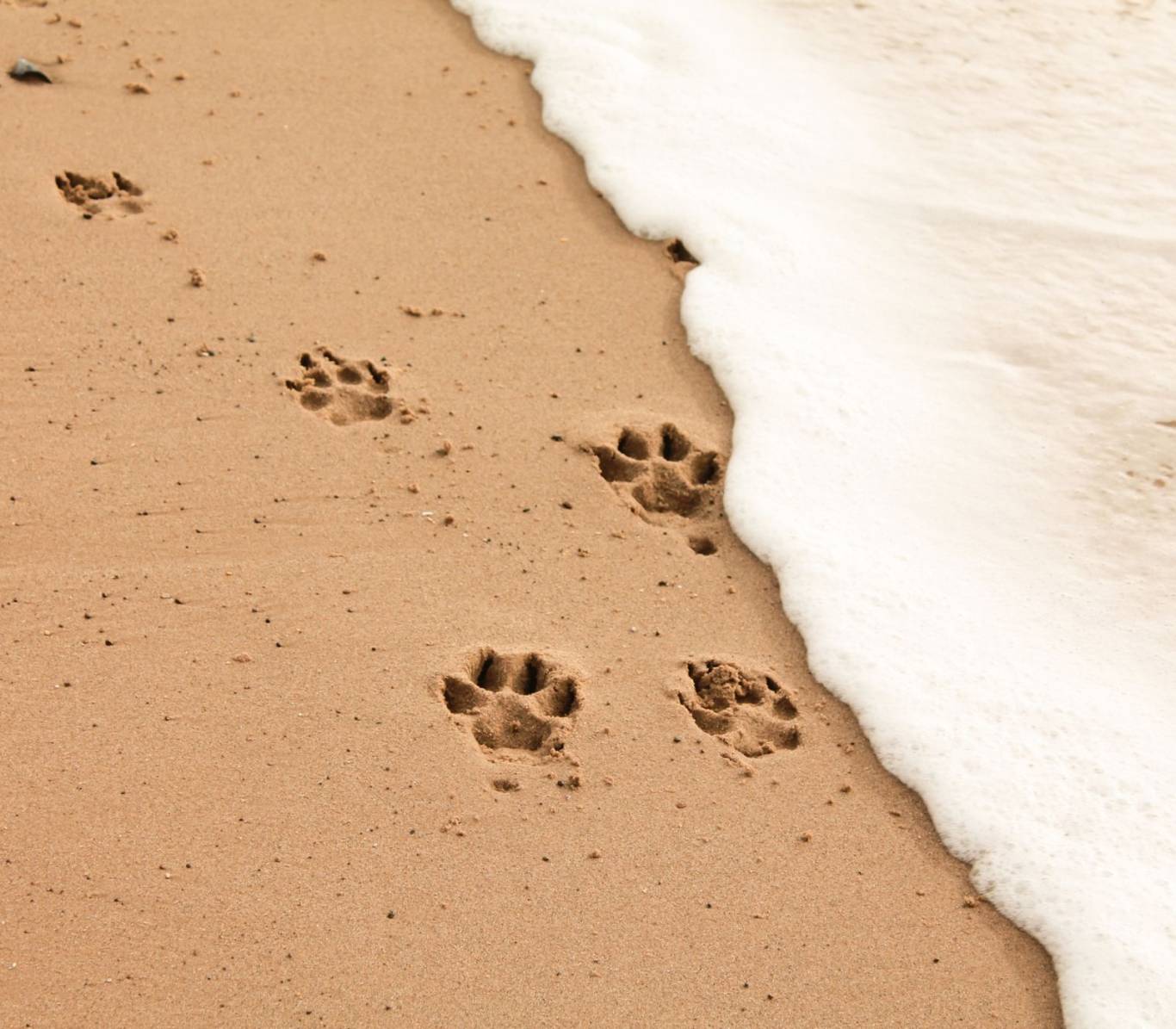 1-foto-cane-pacchetto
